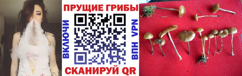 Псилоцибиновые грибы ЛСД Морозовск